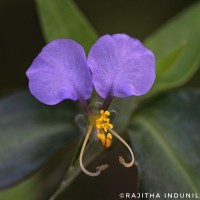 Commelina undulata R.Br.